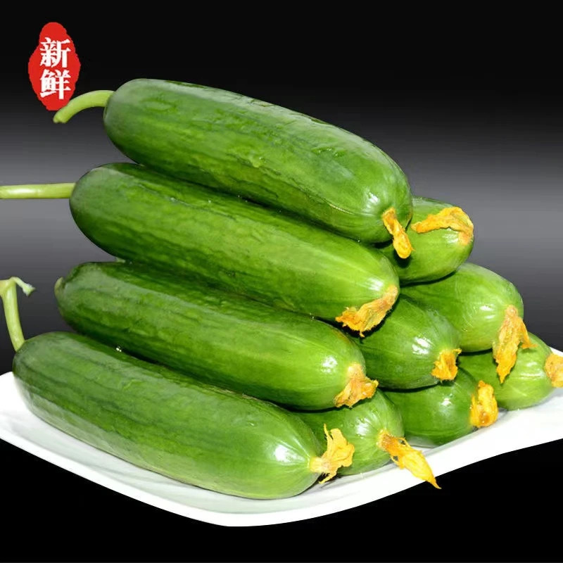 山东青岛水果小黄瓜饭后小零食儿童孕妇必备3斤/5斤