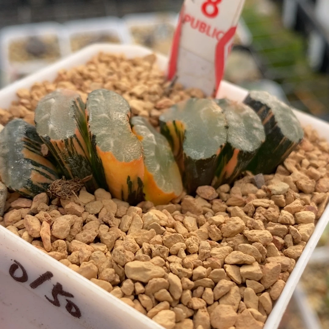 8隼×玄武玉扇锦一物一拍