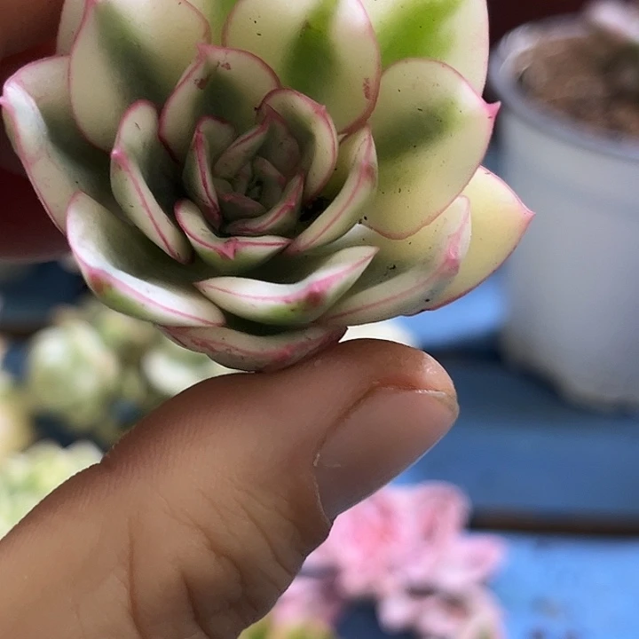 233红花女王腹轮锦炸