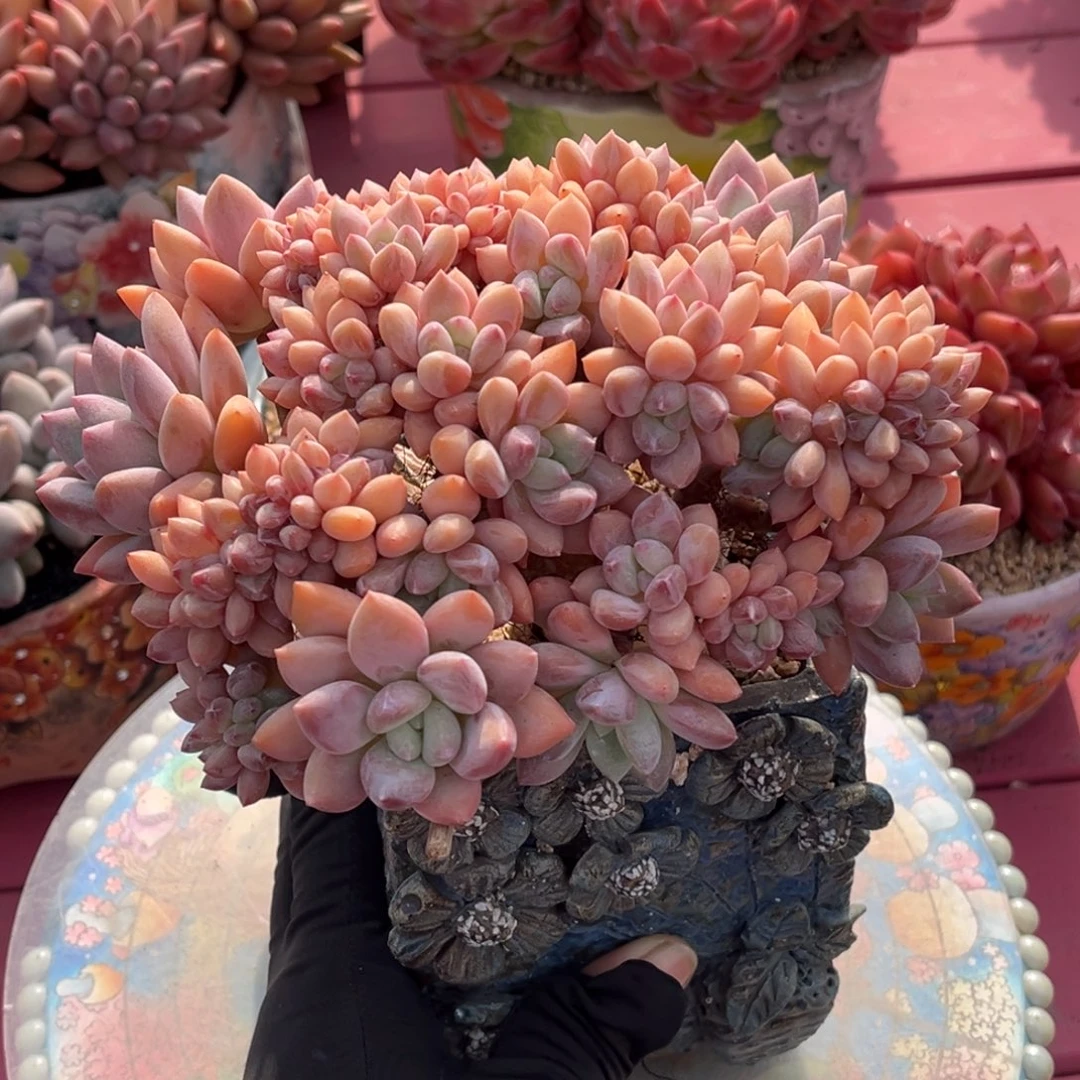 香水奥普树一物一拍