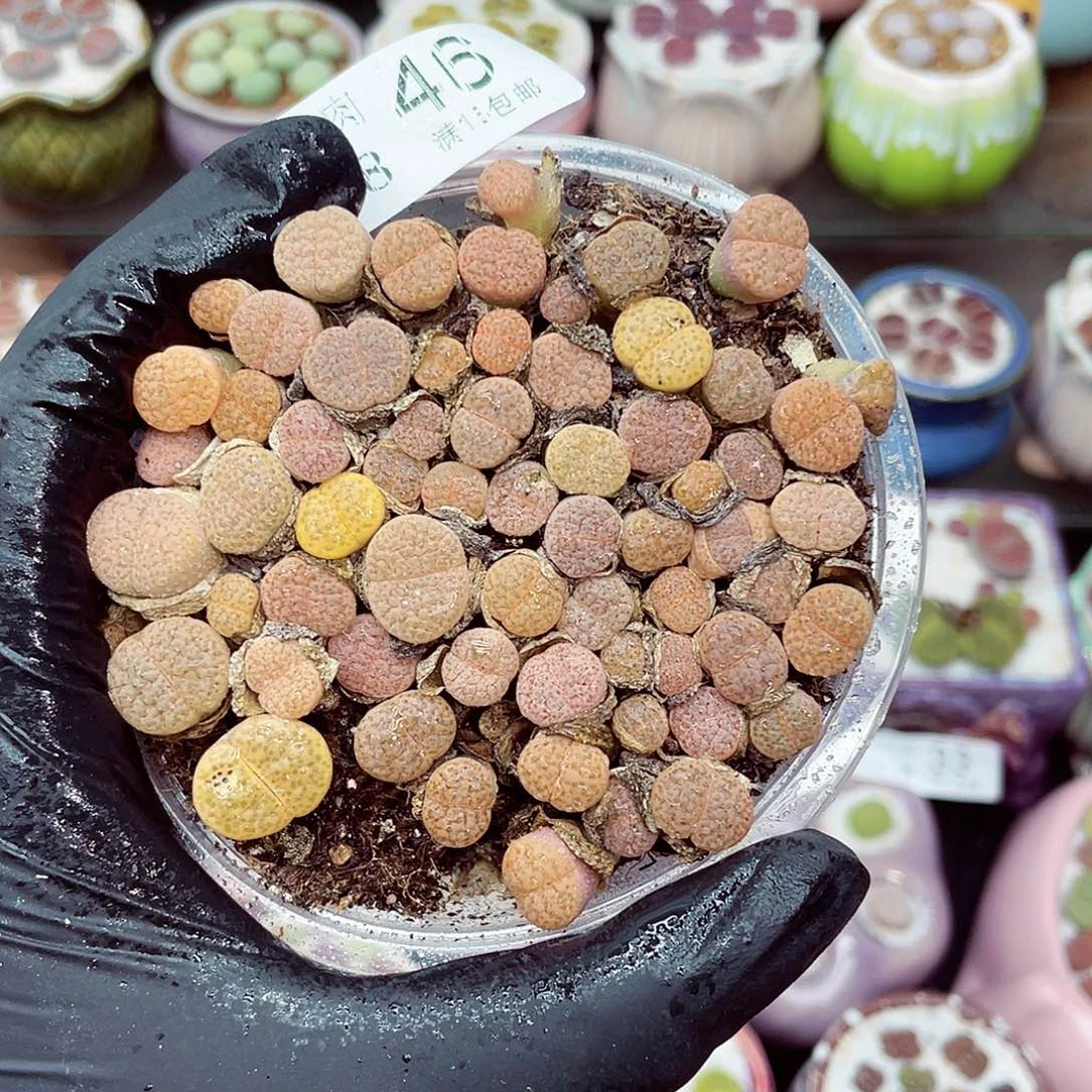 生石花满18包邮0718-46