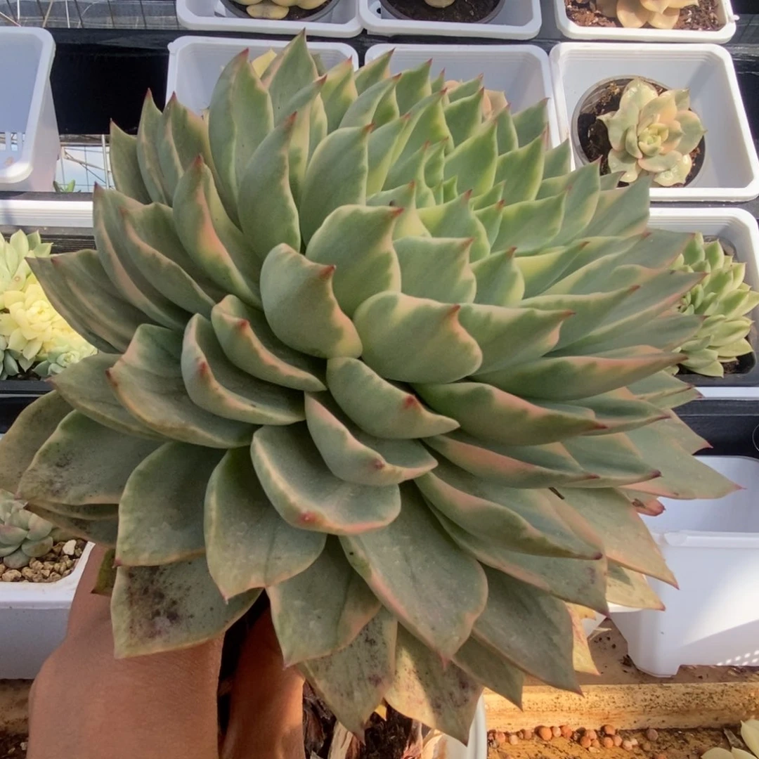 024粉色维啦锦锦锦锦锦锦