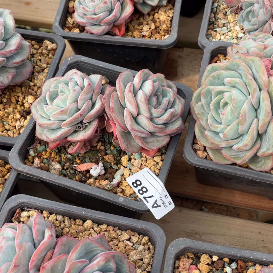 A788静好多肉园艺