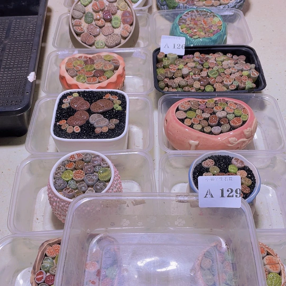 129……开播了吗我也是看到