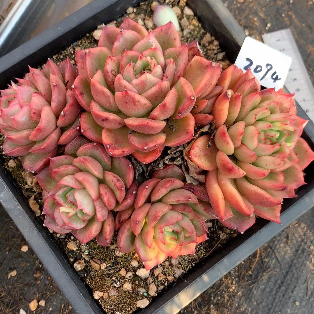 2094杂交多肉植物