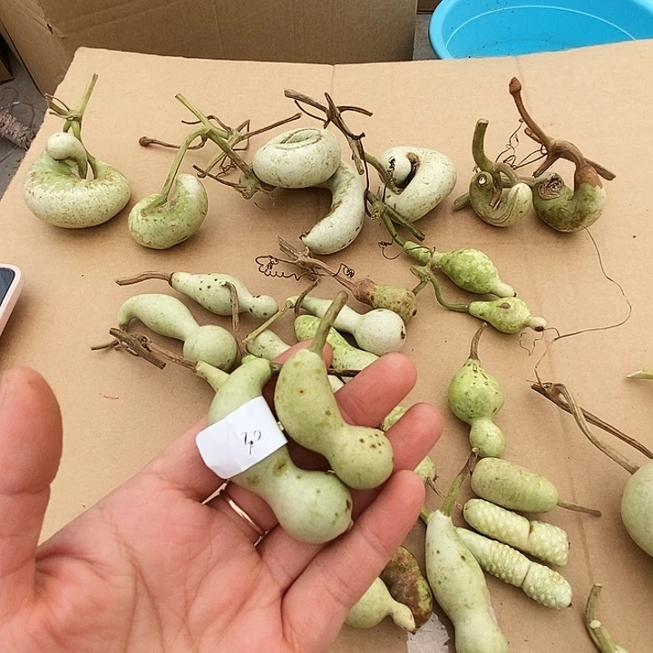 *****葫芦山是个神奇又奇特美丽