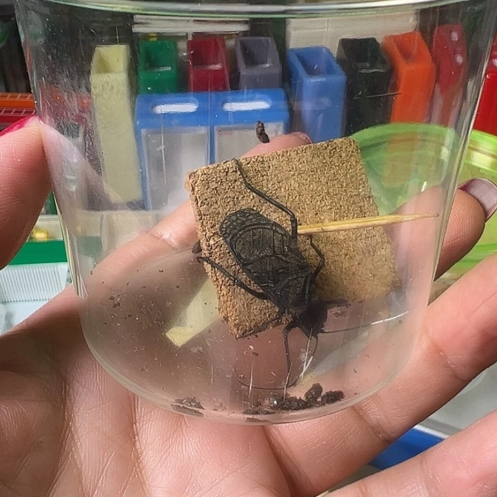 大***漠蟋蟀哈哈哈哈哈哈哈哈哈哈