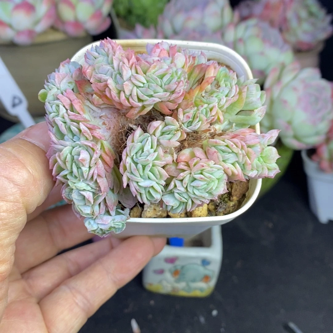 精品多肉一物一拍不包整230