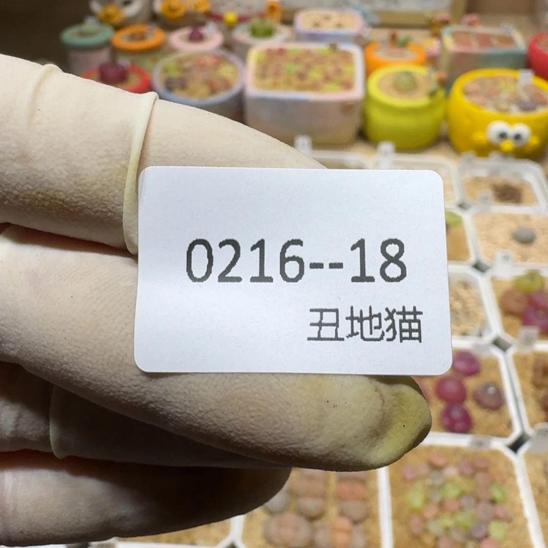 星****）0216-18两包土