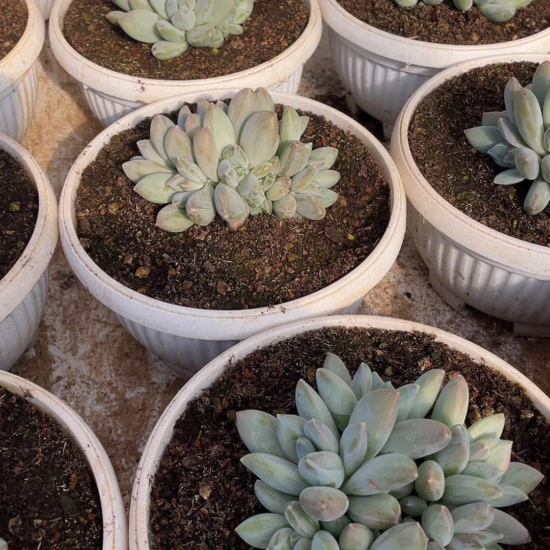 三色美人多头群生12厘米可挑