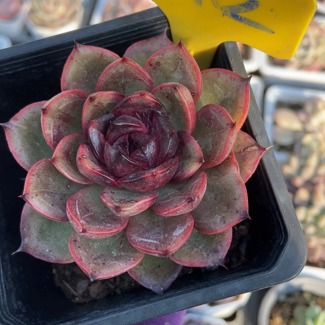 942刚果珍妮多肉植物