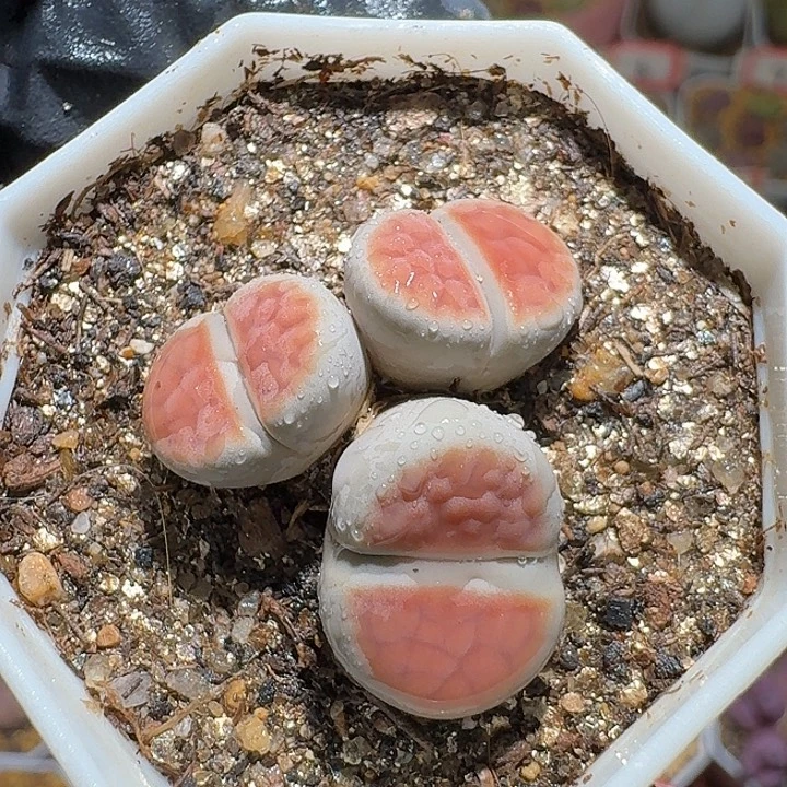 生石花3:：。在。561号