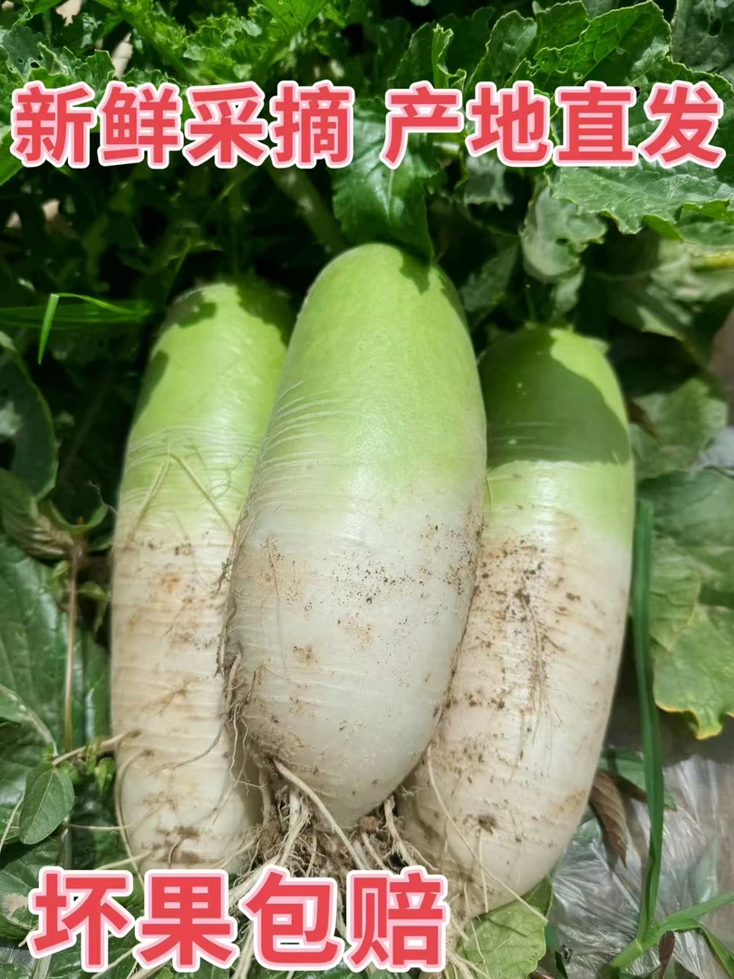 河南露天种植青萝卜头绿根白可生吃凉拌新鲜采摘现拔现发