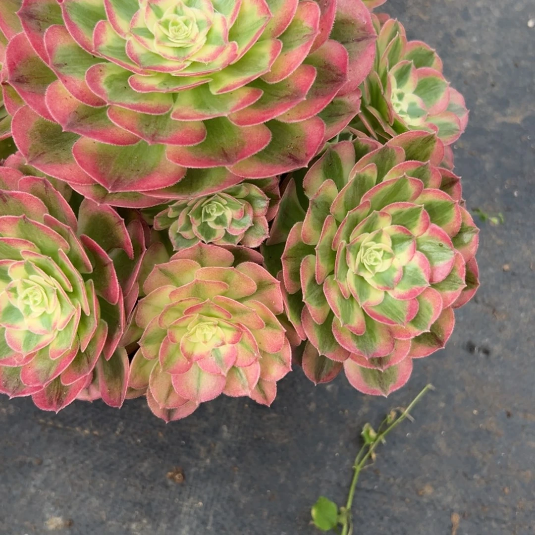 74玉姿多肉多肉多肉多肉