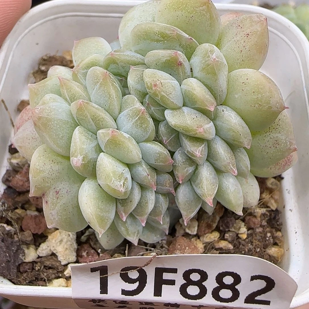 梦***有882 【满29包邮非偏远】