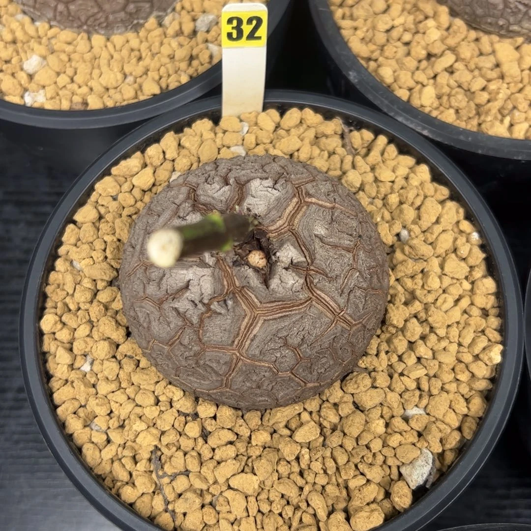 精品盆栽养定的龟甲龙32号