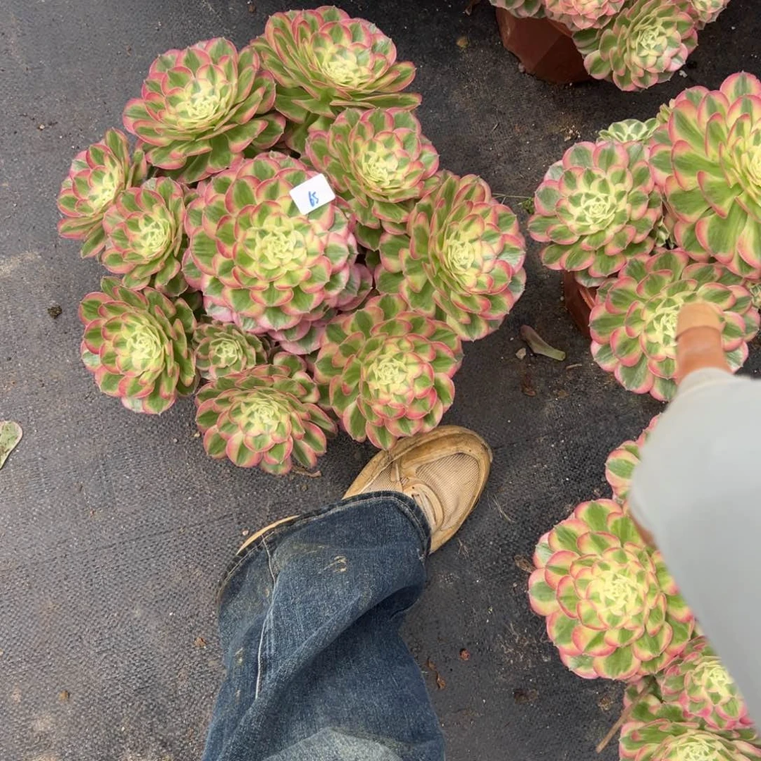 65玉姿多肉植物系