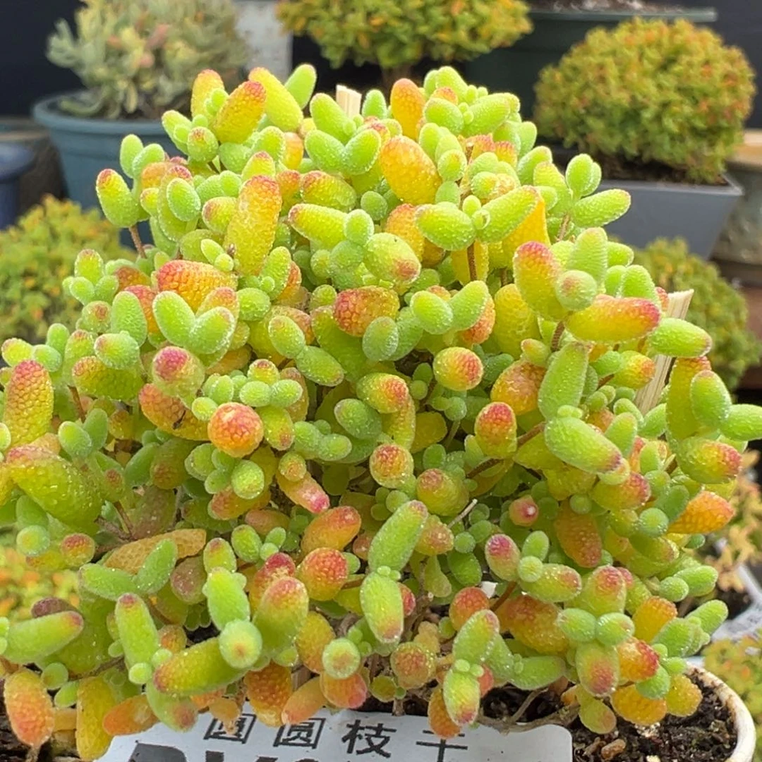 dy3694小精控蜜橘糖球冠幅6.5cm