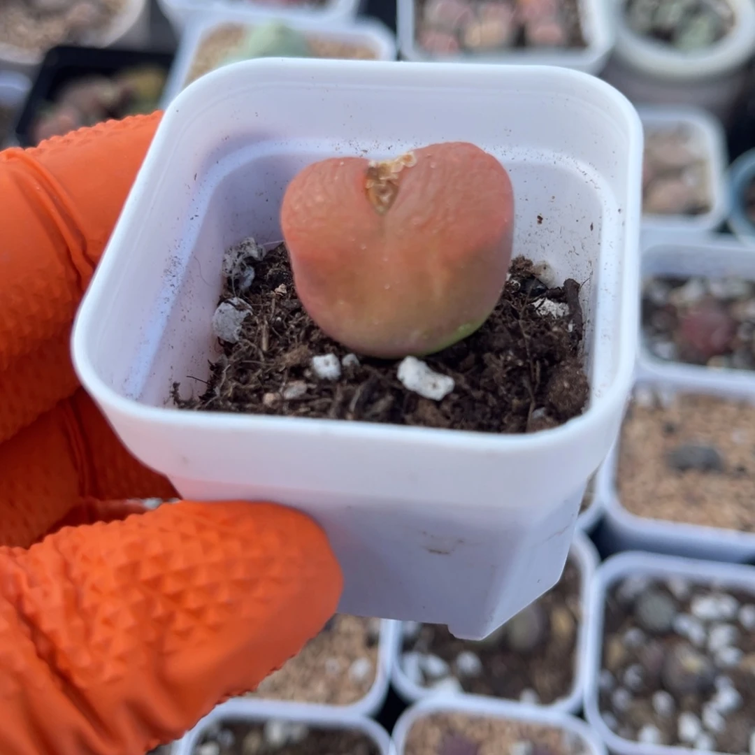 多肉植物一物一拍28