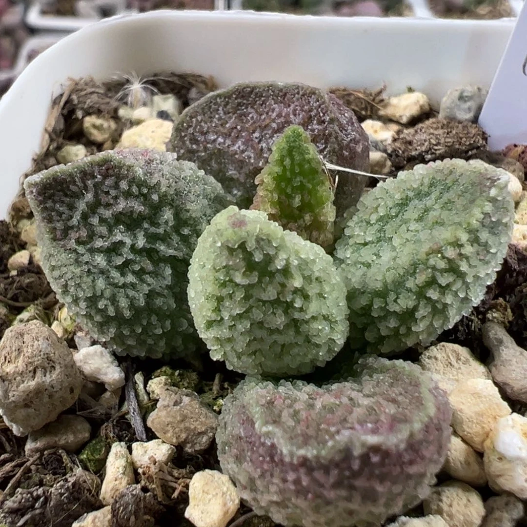 淡绿色系冰晶颗粒款实生新品