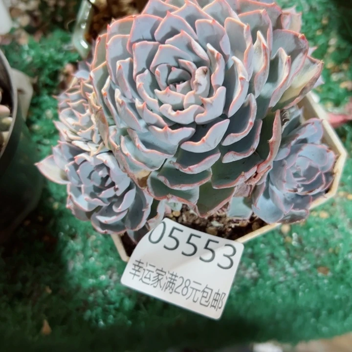 幸运的是我还在努力