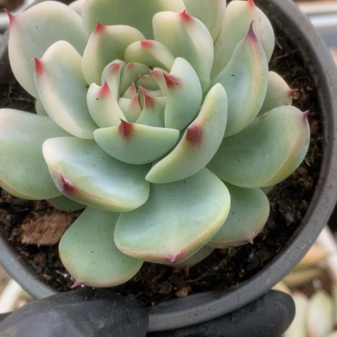 763锦锦锦锦锦锦锦锦