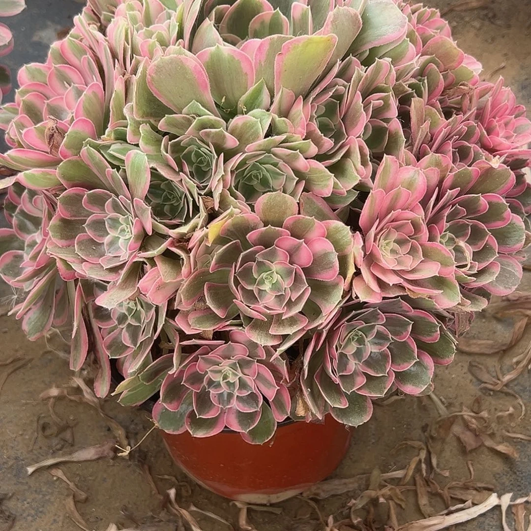 幸****8.5-71男神多肉植物1