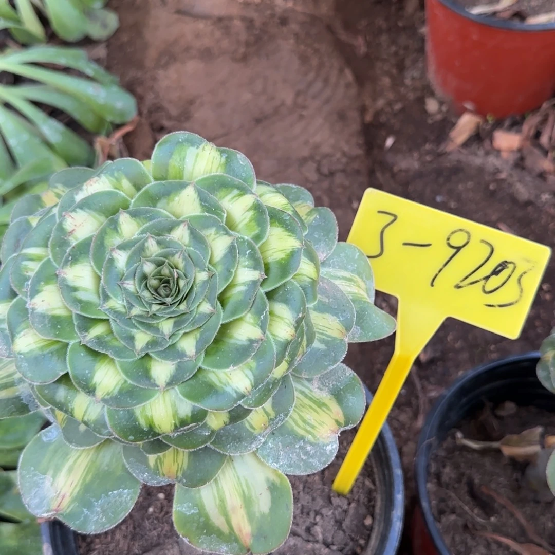 3-9203---暴君多头多肉