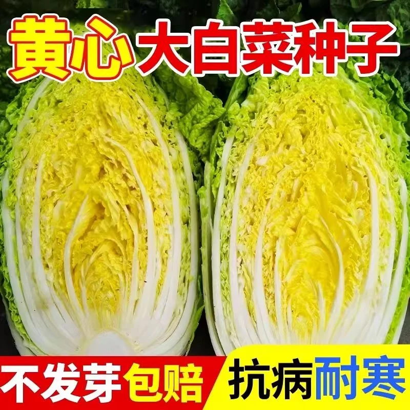 【满5包包邮】黄心大白菜种子秋冬鸡蛋黄山东真好吃蔬菜种籽孑大全