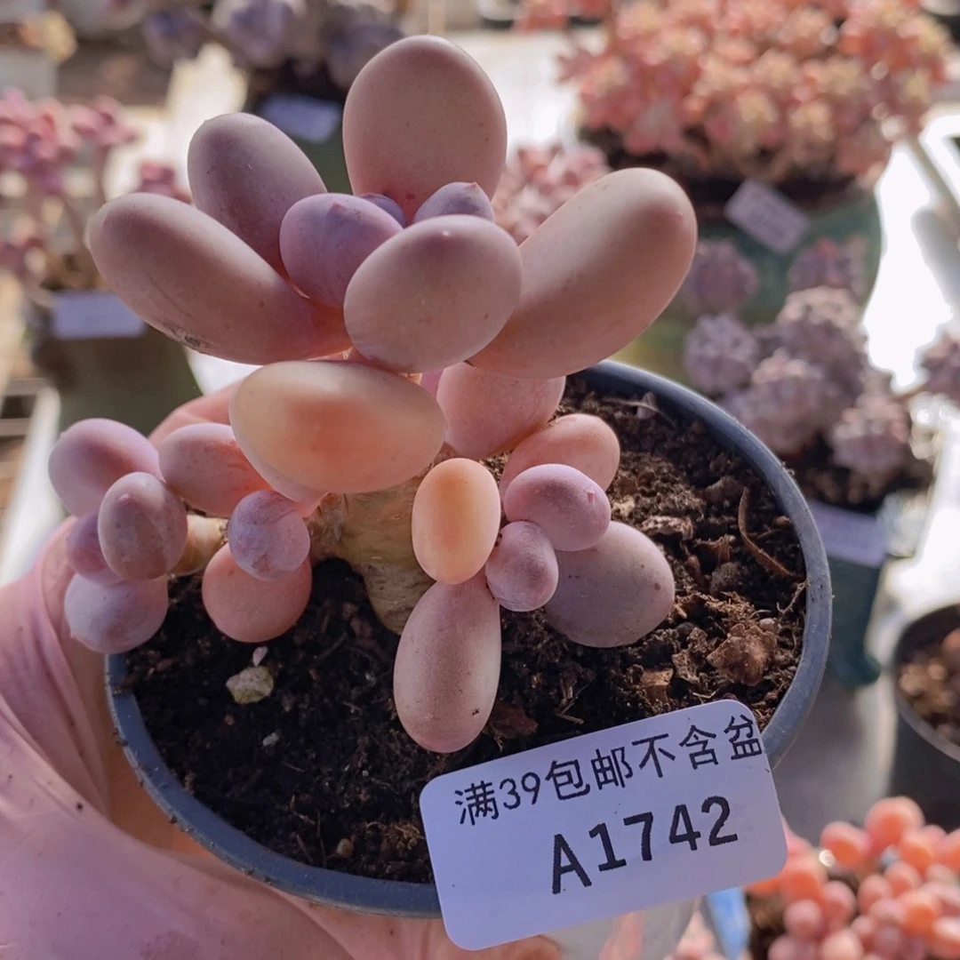 蛋黄奶老桩6cm1742多肉植物