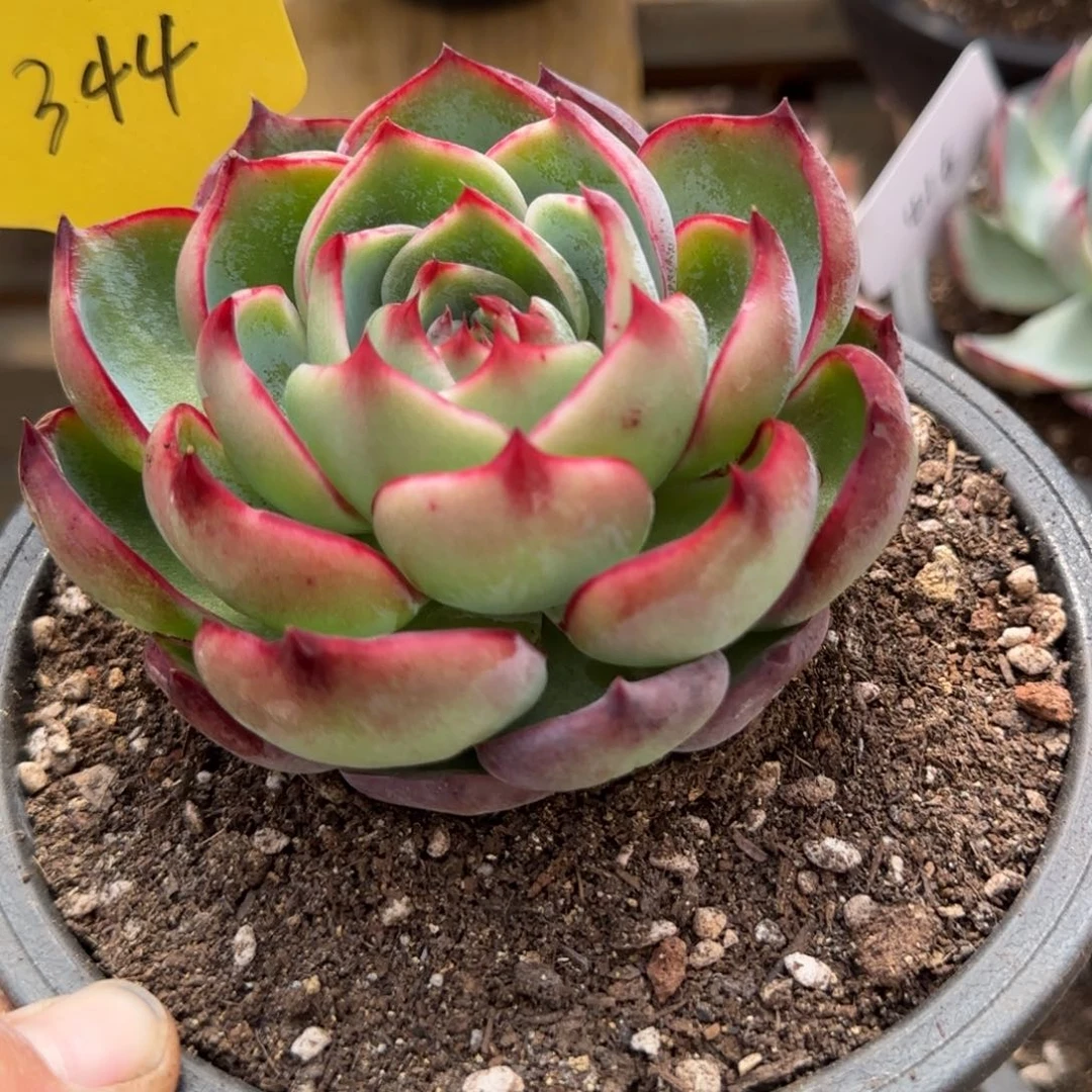 玫瑰惊鸿一物一拍包装收缩花旱344