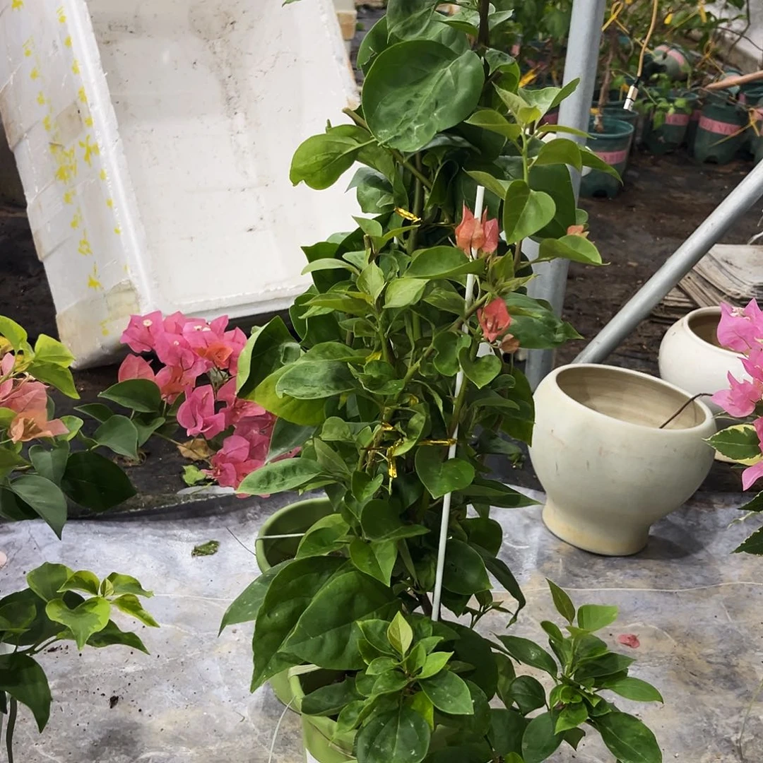 完全开放三角梅阿朱娜