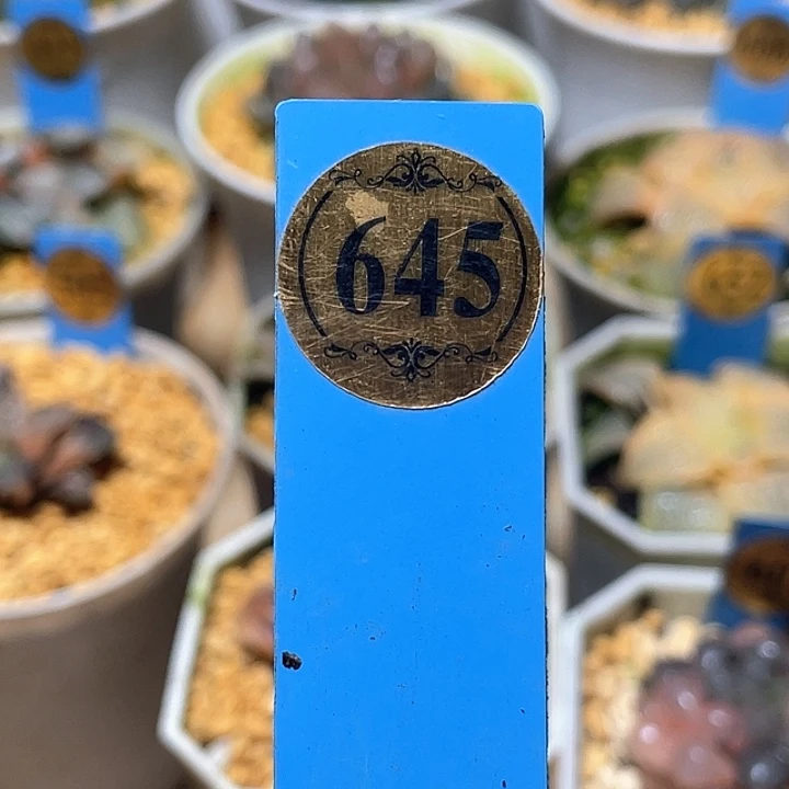 ****小645龙鳞锦特选福利