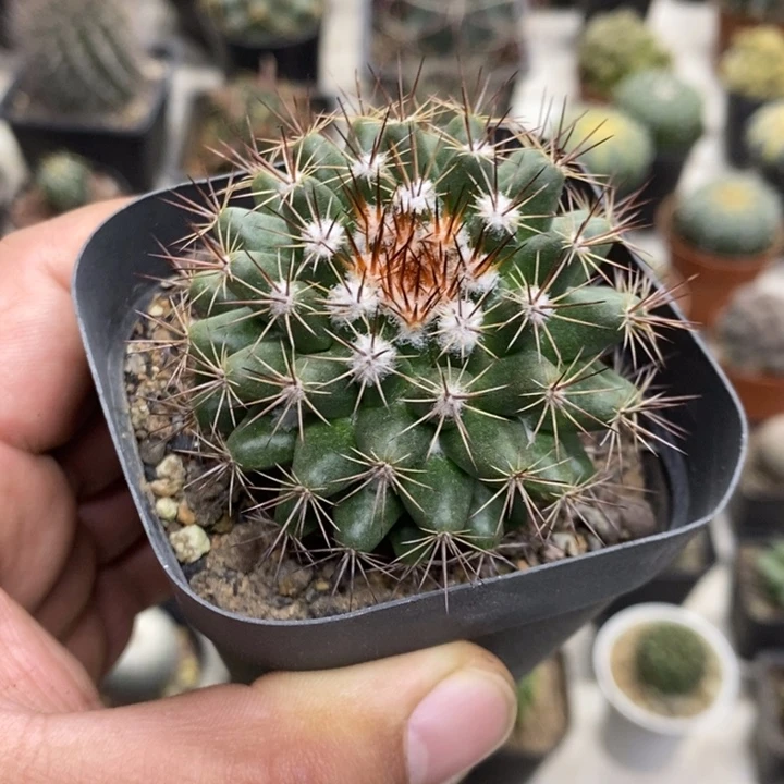 实生白云丸特价福利