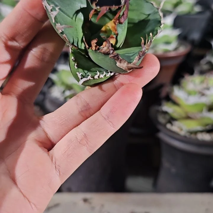 绿肌 顶芽
