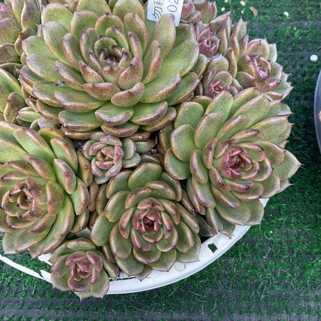 勿秒拍秒退 9028-41溜溜球