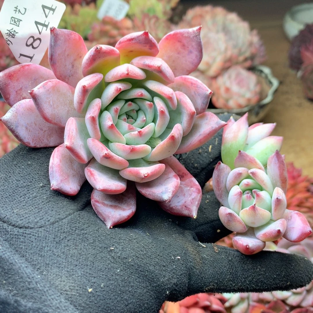 小**子1844瑕疵不售后特价