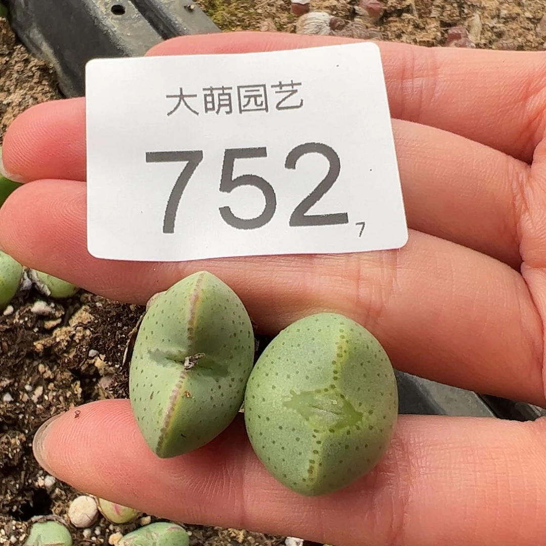 0000752量拍1410.6趴趴熊少将2颗