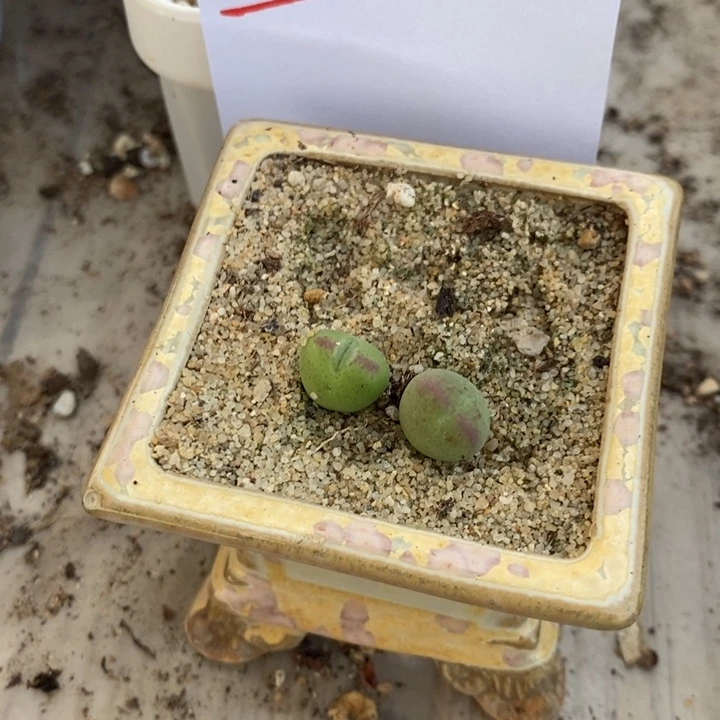 12330。  桃割娘杂交两颗。