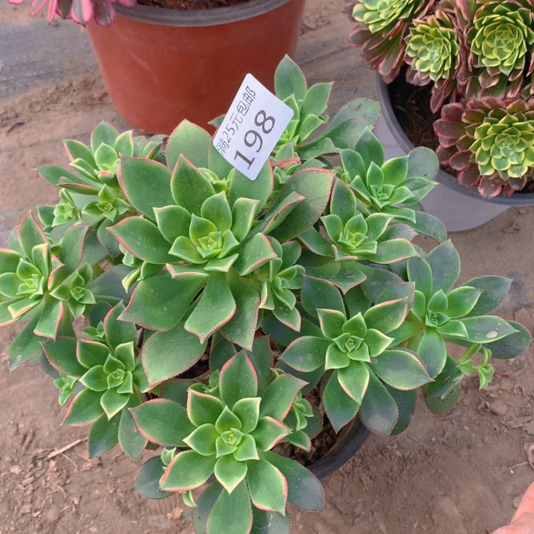 198艳日辉老桩多肉植物