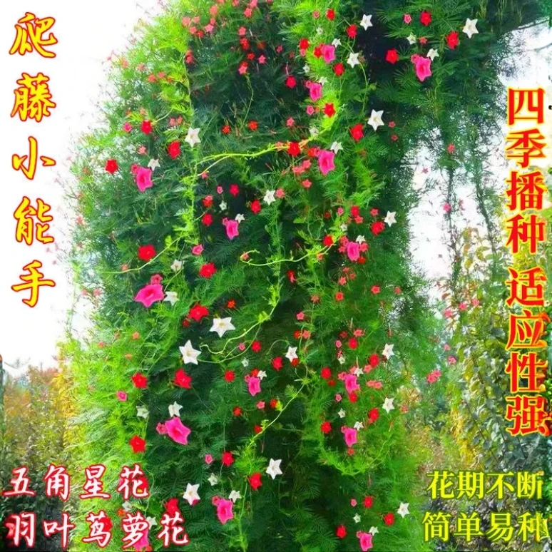 羽叶茑萝花种子五星花五角星四季阳台绿植室内爬藤盆栽攀藤花种子