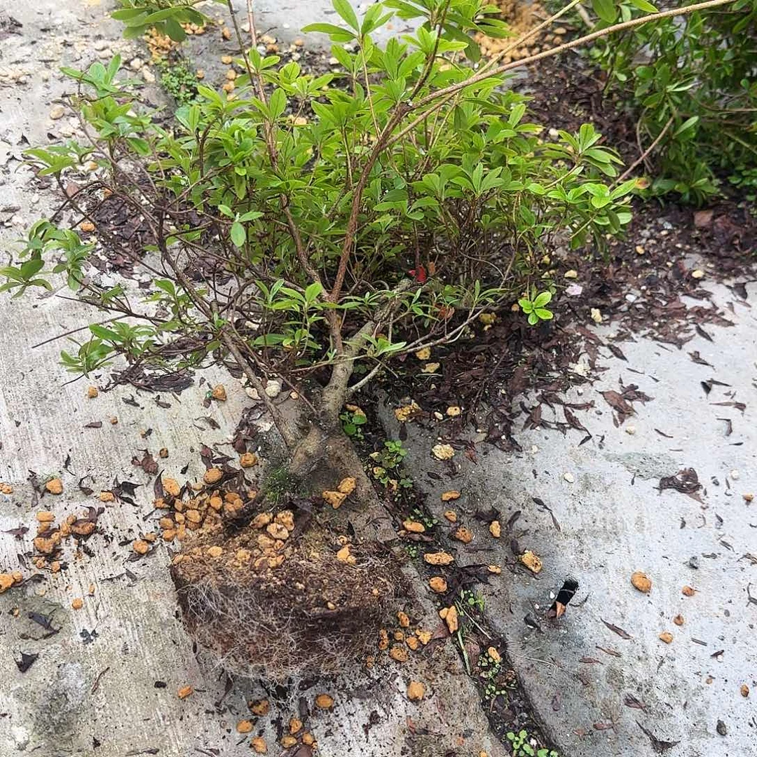 无花朵盲盒有花朵