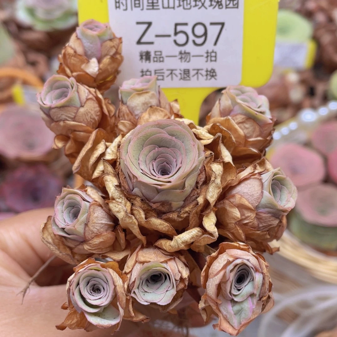 山地玫瑰Z597断枝不包损不售后