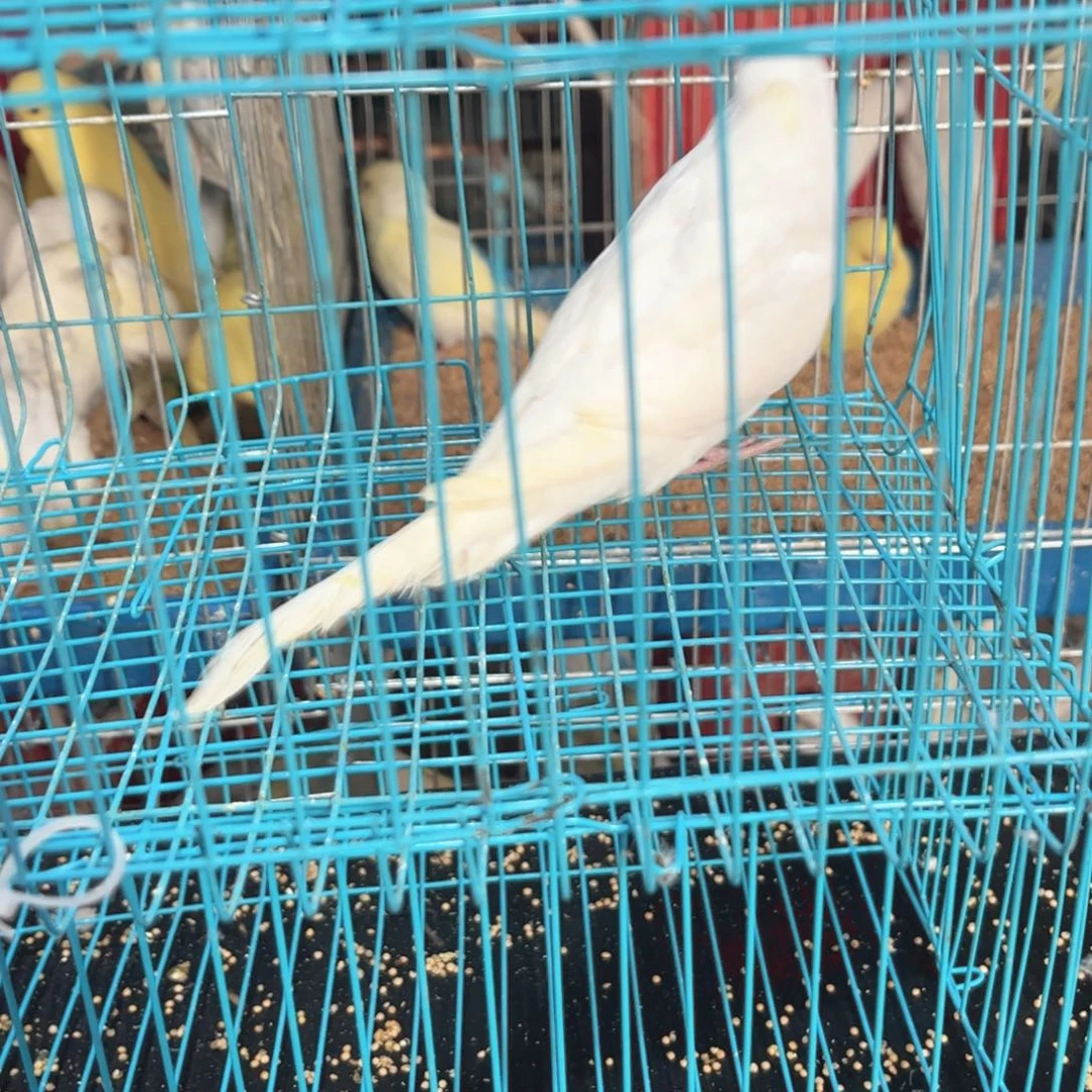 虎皮鹦鹉我的小姐姐