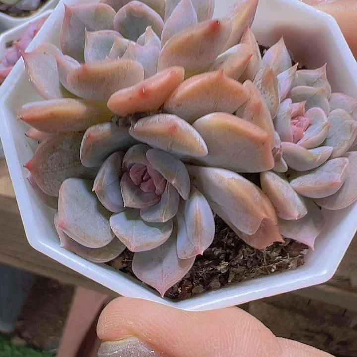 夜莺群19包邮多肉植物