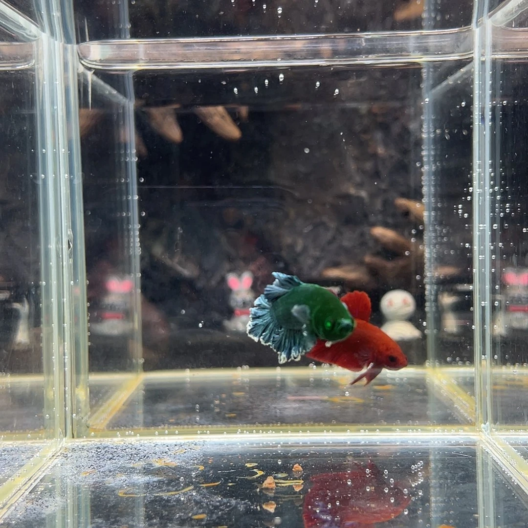 斗鱼九月二十四日竞价