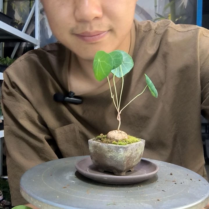 哪**多中青园艺一物一拍42