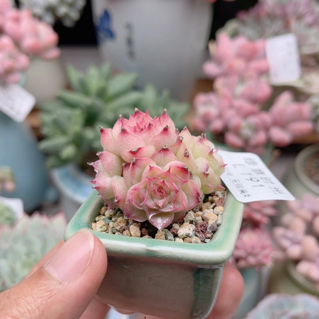 191 麦秆女王  带陶瓷盆发货 一物一拍