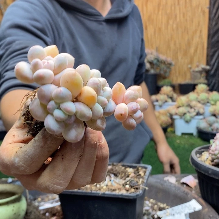 何***运60号香水多肉植物