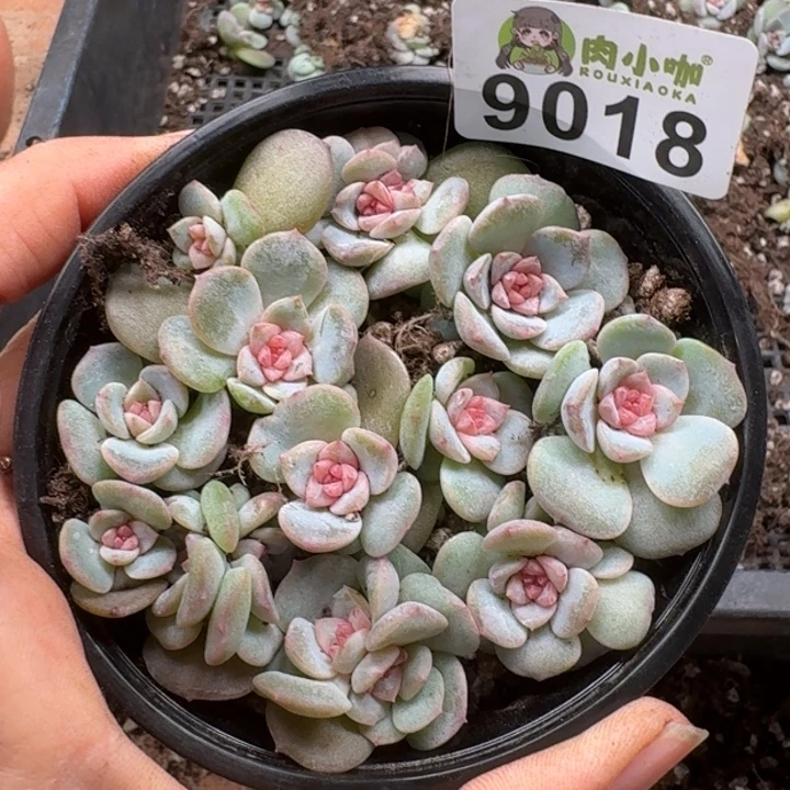 多肉植物多肉植物